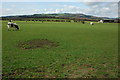 SP0237 : Cattle grazing near Sedgeberrow by Philip Halling