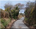 Between the hedgerows - the Llangybi road