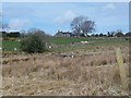 View across boggy land towards Cae-du Farm