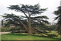 TQ5839 : Impressive tree, Calverley Park by N Chadwick