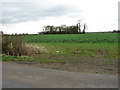 Copse in field east of Ingram