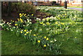 Daffs in Tinsley Green Park