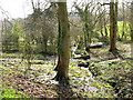 Springs in the grounds of Stanton House