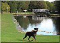 Dog fishes at Tinsley canal