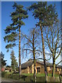 Trees at bottom of Ledsham Avenue