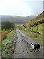 Bridleway and Taffy the Sheepdog