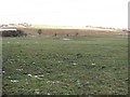 A wet field beside the Biggar Road