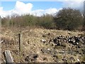 Woodland off the Edinburgh Road