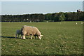 N7912 : Sheep on the Curragh by Sarah777