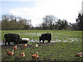 Hens and Dexters at Haseley Mill