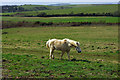 TQ2306 : Downland pony by Robin Webster