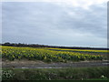 Field of Daffodils, East of Posbrook Lane