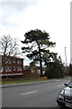 Pine Tree on Battle Road