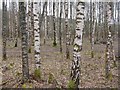 Birches at Doune Ponds