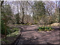 Daffodils at crosstracks