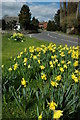 Daffodils in Salford Priors