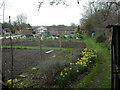 Wimborne, allotments