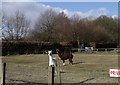 Alpacas, Coppice Farm, Gisburn