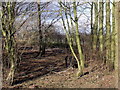 Pigs in wood, Coppice Farm, Gisburn