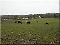 Appleslade, cattle