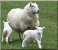 Sheep and newborn lambs