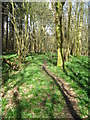 Footpath in Birch Wood