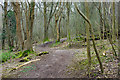 Woodland path, Coney Hill