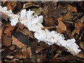 Frost Flowers on a woodland twig