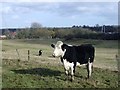 Fields and bridleway near Newton