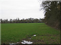 Edge of a field north of Wroxall Abbey