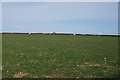 Field north of Perth-y-gwenyn farm