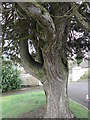 Yew tree in Loughgall Presbyterian Churchyard