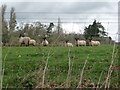 Mid Devon : Sheep Looking