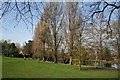 Beddington Park:  Poplars by the lake