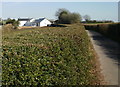 Hedged access road to Cock-y-North Farm, Henllys, Cwmbran