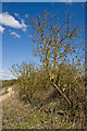 Hedge, Dunstable Downs