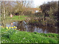 Village pond, Huntspill