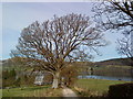 Tree on the road to Seat Farm