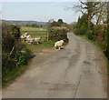 Standing out from the flock, Langstone Lane