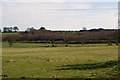 A Train Passing Greenfoot