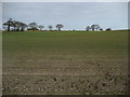 Field near Warthill