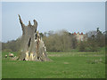 Stump of an old tree