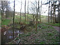 Mid Devon : Horse Coombe Copse, Path and Stream