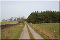 Footpath by The Firs Plantation