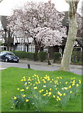 TQ1981 : Daffodils and cherry blossom, Hanger Hill Garden Estate by David Hawgood