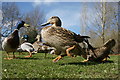 Mallards (Anas platyrhynchos), Davie Park, Rattray