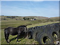 Pony and tyres