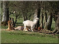 Alpacas at Seat Farm