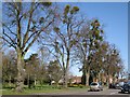 Mistletoe on lime, Warwick Road