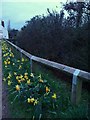 Uplowman : Daffodils & Fence